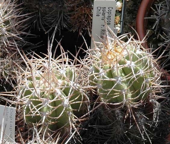 Copiapoa_solaris_2